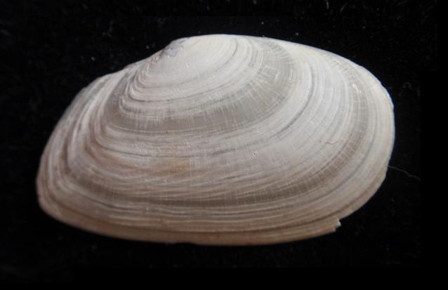 Tellina compressa (Brocchi, 1814)  - Pliocene - Astigiano